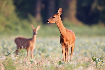 Capreolus capreolus,  Roe Deers are standing on the summer meadow before the sun in the grass with early dew. Wildlife scenery.