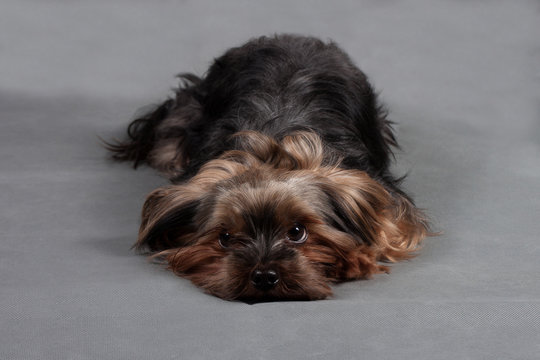 Yorkshire terrier lying on a gray background and looking at the camera