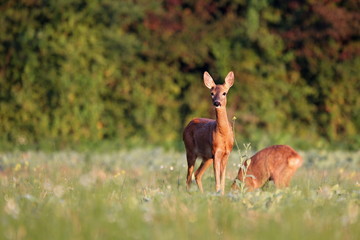 Capreolus capreolus,  Roe Deers are standing on the summer meadow before the sun in the grass with early dew. Wildlife scenery.