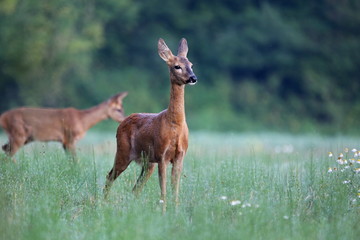 Capreolus capreolus,  Roe Deers are standing on the summer meadow before the sun in the grass with early dew. Slovakia Wildlife scenery.