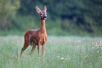 Capreolus capreolus,  Roe Deers are standing on the summer meadow before the sun in the grass with early dew. Slovakia Wildlife scenery.