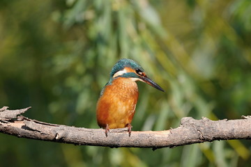Common Kingfisher, Alcedo atthis.  Kingfisher sitting on a branch.