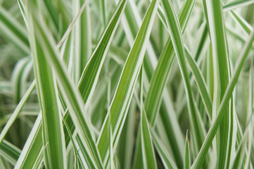 Fototapeta na wymiar Arrhenatherum elatius bulbosum variegatum green and white striped grass soft focus