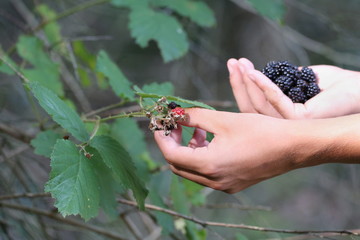 Man it is the forest raspberries. Detail, human hands with forest raspberries in the woods. Wild raspberry black color.