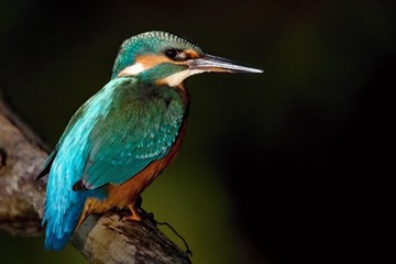 Common Kingfisher, Alcedo atthis. Europe, country Slovakia, region Horna Nitra- Kingfisher sitting on a branch.