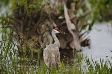 Alert Sandhill Crane