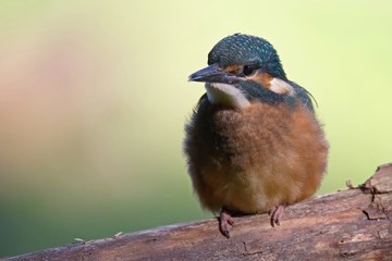 Common Kingfisher, Alcedo atthis. Europe, country Slovakia, region Horna Nitra- Kingfisher sitting on a branch.