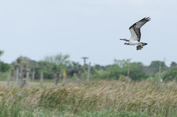 Osprey with fish