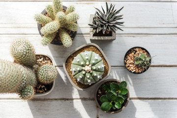 Cactus Pot Home Plants Concept