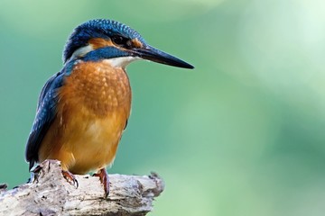 Common Kingfisher, Alcedo atthis. Europe, country Slovakia, region Horna Nitra- Kingfisher sitting on a branch.