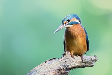 Common Kingfisher, Alcedo atthis. Europe, country Slovakia, region Horna Nitra- Kingfisher sitting on a branch.