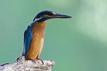 Common Kingfisher, Alcedo atthis. Europe, country Slovakia, region Horna Nitra- Kingfisher sitting on a branch.