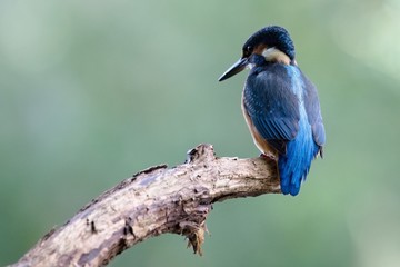 Common Kingfisher, Alcedo atthis. Europe, country Slovakia, region Horna Nitra- Kingfisher sitting on a branch.