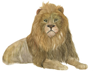 Watercolor painting a Big male lion lying