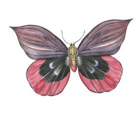 Watercolor painting beautiful butterfly isolated on white
