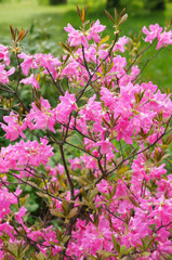 Obraz premium Bush of pink rhododendron flowers in garden