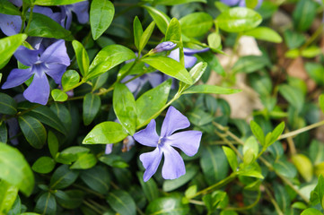 Blue vinca flowers with green