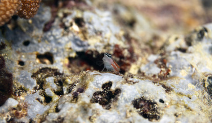 underwater detail - gobi fish