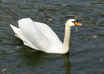 Fototapeta premium White swan on the lake in autumn