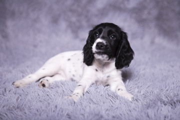 Russian spaniel puppy