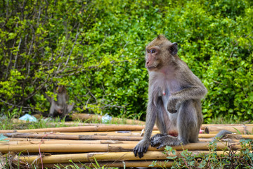 The wild monkey is sitting on the bamboo