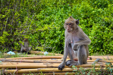 The wild monkey is sitting on the bamboo