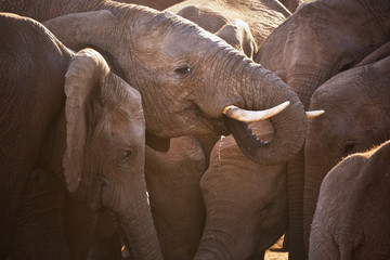 Herd of elephants in Addo Elephant National Park, South Africa