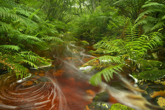 Fototapeta River through rainforest in the Garden Route NP, South Africa