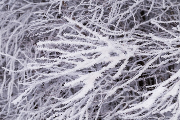 Snow covered branch in winter