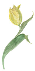 Watercolor painting tulip flower