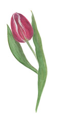 Watercolor painting tulip flower