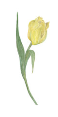 Watercolor painting tulip flower