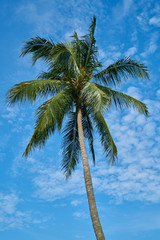 Palm Tree