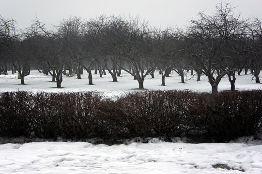 Fototapeta Snowy winter landscape