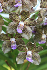 Close-up of Orchid