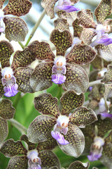 Close-up of Orchid