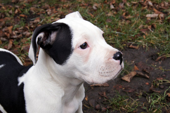 Bulldoggen Welpe