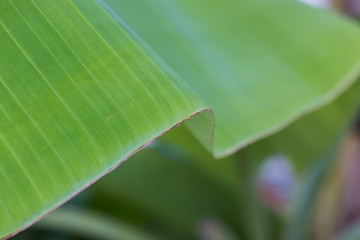 abstract banana leaf background
