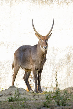 Image of an antelope standing staring on nature background. Wild