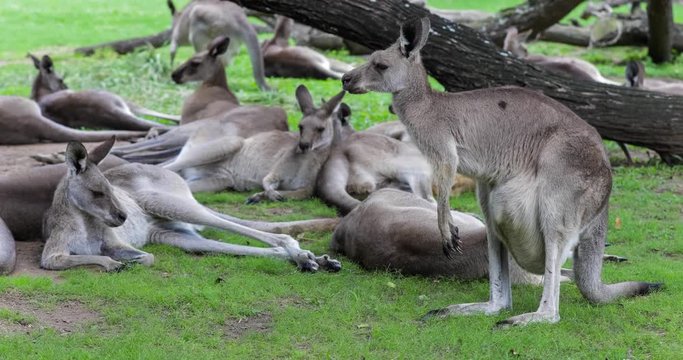 Australian kangaroos with a joey in pouch