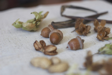 seeds of plants and trees
