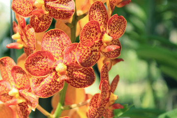 Close-up of Orchid