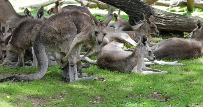 Australian kangaroos with a joey in pouch
