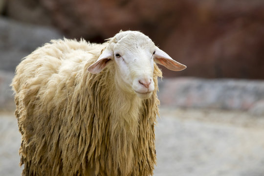 Image of a brown sheep on nature background in thailand. Farm an
