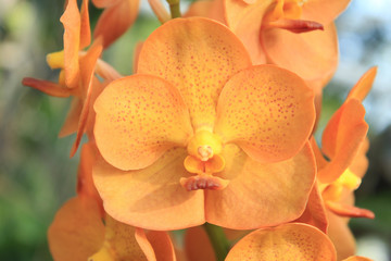 Close-up of Orchid