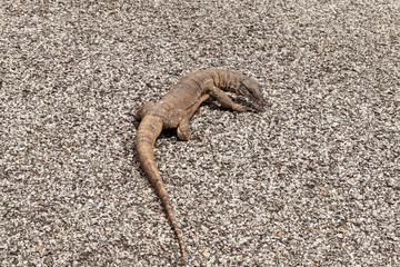 Lizard on Road