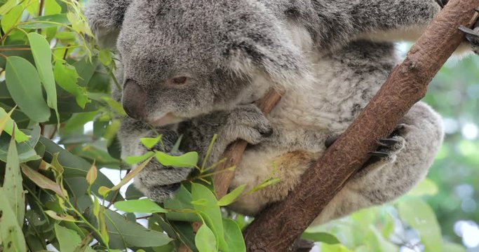 Cute koala bear eating green fresh eucalyptus leaves