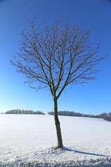 Baum in Winterlandschaft, Erzgebirge, Sachsen, Deutschland