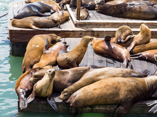 Young Seals on Dock