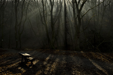 Fototapeta premium foggy forest